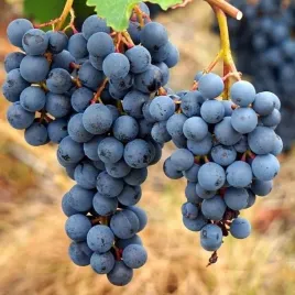 winorosl-agat-donski-wielkie-grona-slodka-ciemna-sadzonka-p9