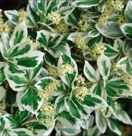 trzmielina-emerald-gaiety-liscie-z-biala-obwodka-sadzonka-p9