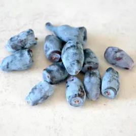 jagoda-kamczacka-wojtek-duze-slodkie-owoce-deserowa-sadzonka-p9