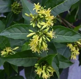 zadrzewnia-butterfly-zolte-kwiaty-krzew-miododajny-sadzonka-p9