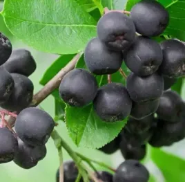 aronia-czarna-superfood-w-twoim-ogrodzie-zdrowie-w-kazdym-owocu-sadzonka-p9
