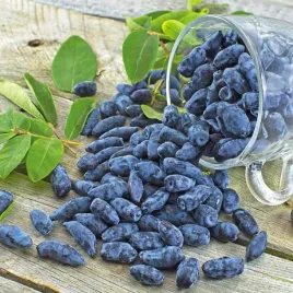 jagoda-kamczacka-zojka-bardzo-slodka-superowoc-witaminy-sadzonka-p9