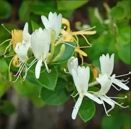 wiciokrzew-japonski-halls-prolific-miododajny-wonny-szybki-sadzonka-p9