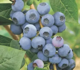 borowka-amerykanska-earliblue-wyjatkowy-aromat-i-smak-sadzonka-p9