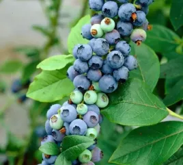 borowka-amerykanska-earliblue-bardzo-wczesna-slodkie-owoce-sadzonka-p9
