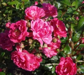 roza-lovely-fairy-bajecznie-rozowa-dlugo-kwitnaca-roza-okrywowa-sadzonka-p9