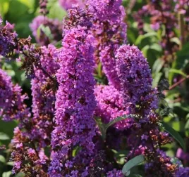 budleja-border-beauty-zwarty-pokroj-obfite-kwiaty-sadzonka-p9