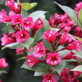 krzewuszka-victoria-ciemne-liscie-rozowe-kwiaty-sadzonka-p9