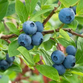 borowka-chandler-slodkie-owoce-duza-wydajnosc-idealna-do-ogrodu-sadzonka-p9