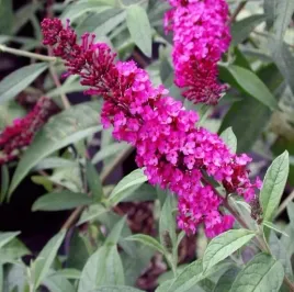 budleja-royal-red-krolowa-motyli-dlugie-pachnace-kwiaty-sadzonka-p9