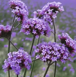 werbena-patagonska-wysoka-zwiewna-pelna-chmura-kwiatow-i-motyli-sadzonka-p9