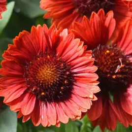 gaillardia-mesa-red-intensywnie-czerwony-kwiat-cale-lato-sadzonka-p9