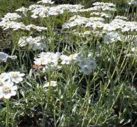 krwawnik-baldaszkowaty-niska-bylina-okrywowa-idealna-na-slonce-sadzonka-p9