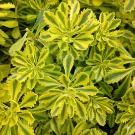 rozchodnik-the-edge-ozdobne-liscie-bezobslugowa-bylina-sadzonka-p9