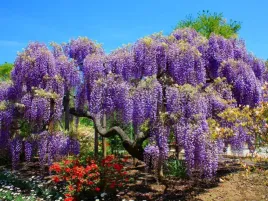 wisteria-glicynia-pnacze-o-pieknych-kwiatach-sadzonka-do-ogrodu-w-p9