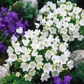 dzwonek-karpacki-alba-niska-bylina-dywan-kwiatow-sadzonka-p9