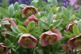 ciemiernik-wschodni-zimowa-perla-rabat-zimozielona-piekny-kwiat-sadzonka-p9