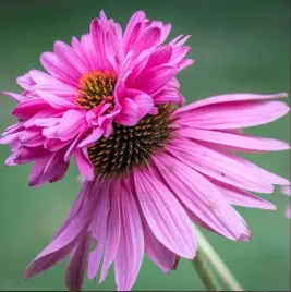 jezowka-double-decker-pelne-pietrowe-kwiaty-kwitnie-cale-lato-sadzonka-p9