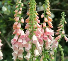 naparstnica-suttons-apricot-morelowe-dzwonki-piekno-rabat-sadzonka-p9