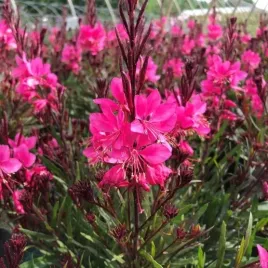 gaura-siskiyou-pink-intensywny-roz-dlugie-kwitnienie-sadzonka-p9