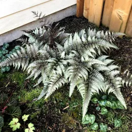 wietlica-japonska-metalicum-do-cienia-rozswietla-ogrod-sadzonka-p9