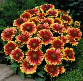 gailardia-arizona-sun-ogniste-dwukolorowe-kwiaty-cale-lato-sadzonka-p9