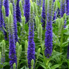 przetacznik-ulster-dwarf-blue-na-skalniak-i-obwodki-sadzonka-p9