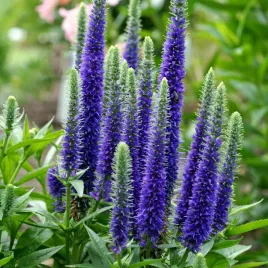 przetacznik-nana-blauteppich-niski-dywan-fioletowo-niebieskich-kwiatow-p9