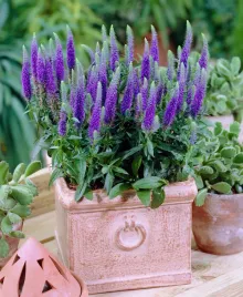 przetacznik-nana-blauteppich-niski-dywan-fioletowo-niebieskich-kwiatow-p9