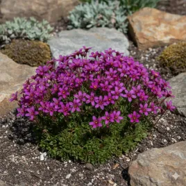 skalnica-arendsa-purple-robe-intensywna-purpura-dywan-kwiatow-sadzonka-p9