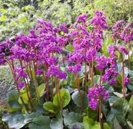 bergenia-sercolistna-rozowe-kwiaty-wiosna-do-cienia-sadzonka-p9