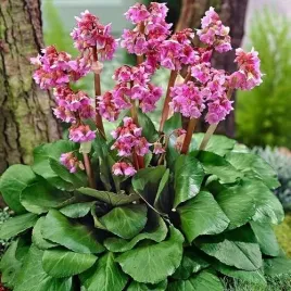 bergenia-sercolistna-rozowe-kwiaty-wiosna-do-cienia-sadzonka-p9