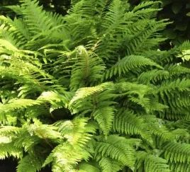 paprotnik-herrenhausen-koronkowa-paproc-zimozielona-sadzonka-p9