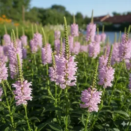 odetka-wirginijska-rosea-piekna-roslina-wodna-o-rozowe-kwiaty-sadzonka-p9
