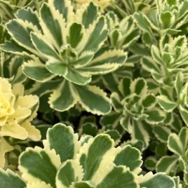 rozchodnik-atlantis-niska-dwukolorowa-bylina-okrywowa-skalna-sadzonka-p9