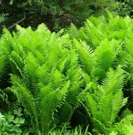 pioropusznik-strusi-wielka-paproc-lesny-charakter-do-cienia-sadzonka-p9