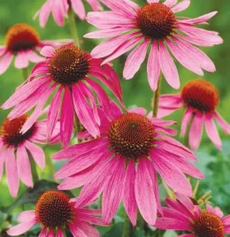 jezowka-purpurowa-mocny-kolor-dlugo-kwitnie-latwa-w-uprawie-sadzonka-p9