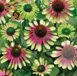 jezowka-green-twister-limonkowo-rozowa-unikat-sadzonka-p9