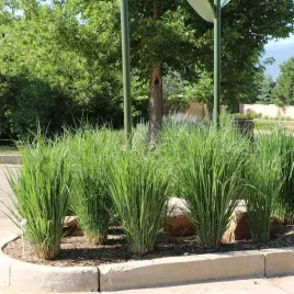 proso-northwind-wyprostowane-sztywne-zdzbla-odporne-sadzonka-p9