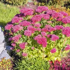 rozchodnik-brilliant-rozowe-kwiaty-jesieni-bylina-sadzonka-p9