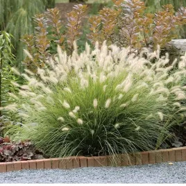 rozplenica-japonska-hameln-gesta-kepa-na-slonce-sadzonka-p9