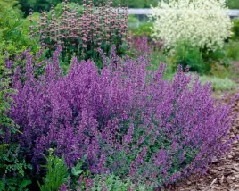 kocimietka-nepeta-walker-s-low-miododajna