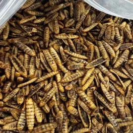 robak-dla-gadow-plazow-zolwi-gekonow-zab-puffy-caly-suszony-1kg