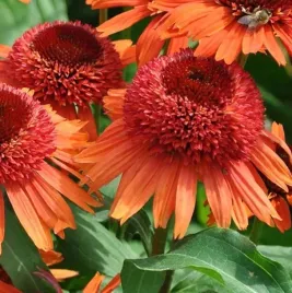 jezowka-carrot-cake-sadzonka-echinacea-pelna-niska-pomaranczowa-odmiana