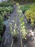 deren-jadalny-aurea-60-80cm-c2