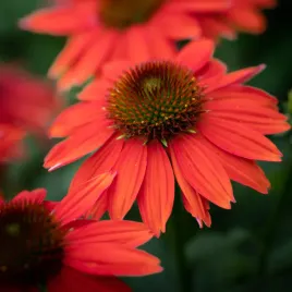 jezowka-kismet-intense-orange-sadzonki-echinacea-niska-odmiana-pomaranczow