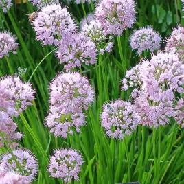 czosnek-ozdobny-bylinowy-summer-beauty-sadzonki-allium-lawendowe-kule