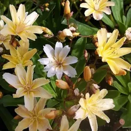 lewizja-dlugoplatkowa-little-mango-1-szt-p14