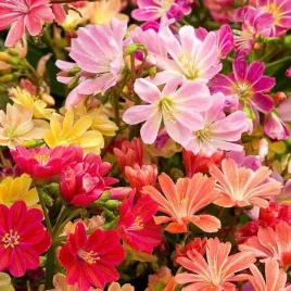 lewisia-lewizja-liscieniowa-1-szt-doniczka-p14