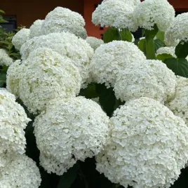 hortensja-krzewiasta-hydrangea-arborescens-annabelle